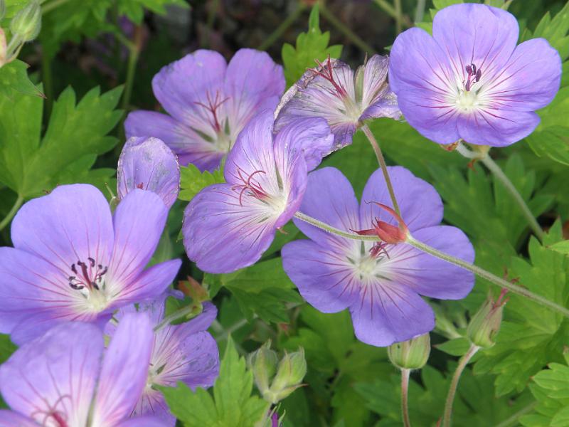 20100723e geraniums.JPG